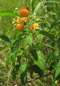 Hoslundia opposita - Twig with fruits - Click to enlarge!