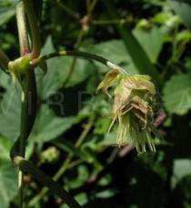 Humulus lupulus - Female flower - Click to enlarge!