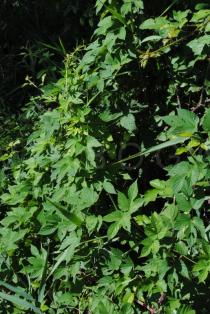 Humulus lupulus - Foliage - Click to enlarge!