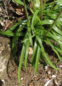 Hyacinthoides paivae - Foliage - Click to enlarge!