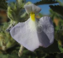Hybanthus arenarius - Flower - Click to enlarge!
