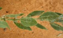 Hybanthus arenarius - Leaf insertion - Click to enlarge!