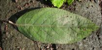 Hydrangea aspera - Upper leaf surface - Click to enlarge!