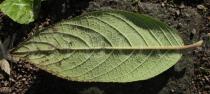 Hydrangea aspera - Lower leaf surface - Click to enlarge!