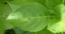 Hydrangea macrophylla - Leaf - Click to enlarge!