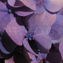 Hydrangea macrophylla - Flower - Click to enlarge!