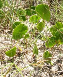Hydrocotyle bonariensis - Foliage - Click to enlarge!