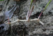 Hydrocotyle bonariensis - Rhizome - Click to enlarge!