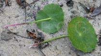 Hydrocotyle bonariensis - Upper and lower surface of leaf - Click to enlarge!