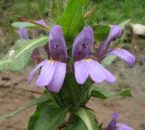 Hygrophila auriculata - Flowers - Click to enlarge!