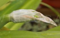 Hymenocallis latifolia - Flower bud - Click to enlarge!