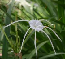 Hymenocallis littoralis - Flower - Click to enlarge!