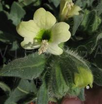 Hyoscyamus albus - Flower - Click to enlarge!