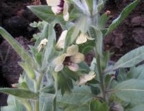 Hyoscyamus albus - Flowers - Click to enlarge!