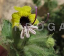 Hyoscyamus aureus - Flower - Click to enlarge!