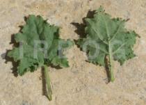 Hyoscyamus aureus - Upper and lower surface of leaf - Click to enlarge!