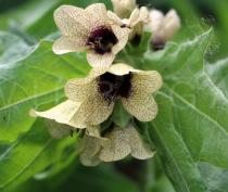 Hyoscyamus niger - Flowers - Click to enlarge!