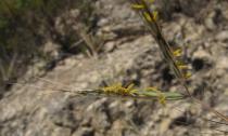 Hyparrhenia hirta - Stamens - Click to enlarge!