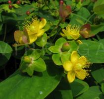 Hypericum androsaemum - Inflorescence - Click to enlarge!
