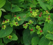 Hypericum androsaemum - Infructescence - Click to enlarge!
