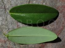 Hypericum calycinum - Upper and lower surface of leaf - Click to enlarge!