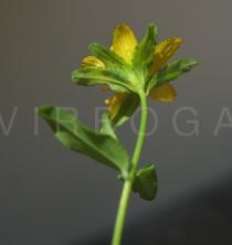 Hypericum humifusum - Flower from below - Click to enlarge!