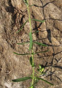 Hypericum linarifolium - Leaf insertion - Click to enlarge!
