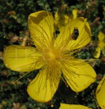 Hypericum olympicum - Flower - Click to enlarge!