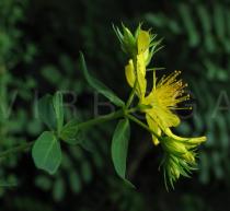 Hypericum perforatum - Flower side view - Click to enlarge!