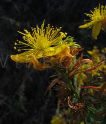 Hypericum perforatum - Flower, side view - Click to enlarge!