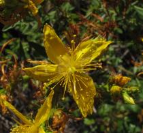 Hypericum perforatum - Flower - Click to enlarge!