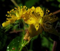 Hypericum tetrapterum - Flower - Click to enlarge!