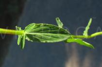 Hypericum tetrapterum - Leaf upper side - Click to enlarge!
