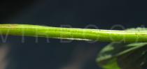 Hypericum tetrapterum - Winged stem - Click to enlarge!