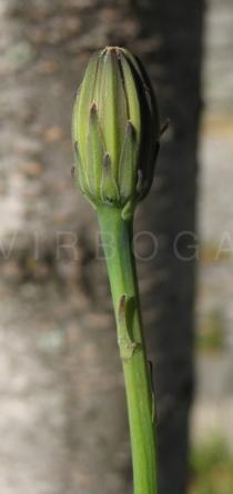 Hypochoeris radicata - Flower bud - Click to enlarge!