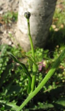 Hypochoeris radicata - Stem with flower bud - Click to enlarge!
