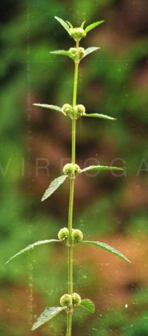 Hyptis brevipes - Flowering branch - Click to enlarge!
