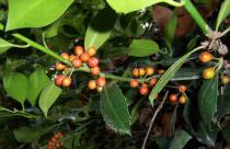 Ilex aquifolium - Fruits - Click to enlarge!