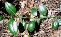 Ilex aquifolium - Leaf insertion - Click to enlarge!