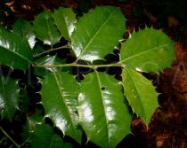 Ilex opaca - Leaf - Click to enlarge!