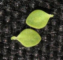 Illecebrum verticillatum - Leaves - Click to enlarge!
