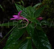 Impatiens aquatilis - Flower, side view - Click to enlarge!
