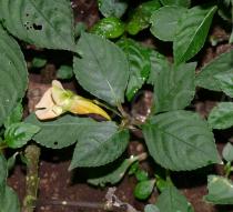 Impatiens chlorosepala - Flower and foliage - Click to enlarge!