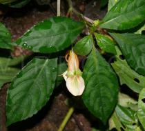 Impatiens chlorosepala - Foliage and flower - Click to enlarge!