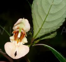Impatiens chlorosepala - Flower - Click to enlarge!