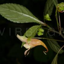 Impatiens chlorosepala - Flower, side view - Click to enlarge!