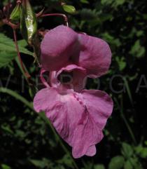 Impatiens glandulifera - Flower - Click to enlarge!
