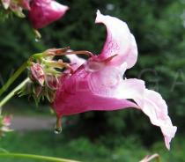Impatiens glandulifera - Flower, side view - Click to enlarge!