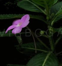 Impatiens irvingii - Flower, side view - Click to enlarge!