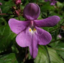 Impatiens kamerunensis - Flower - Click to enlarge!
